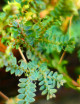 Whole plate - Selaginella uncinata -