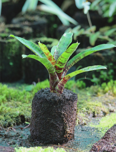 Neoregelia Screaming Tiger raciné in xaxim