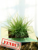 Tillandsia rectifolia in tuft - Presented