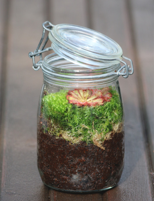 Drosera aliciae - Plante carnivore en terrarium