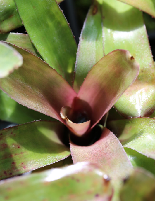 Plante terrarium Neoregelia 'Fireball'