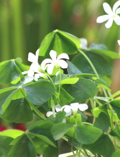 Oxalis triangularis green - False clover -