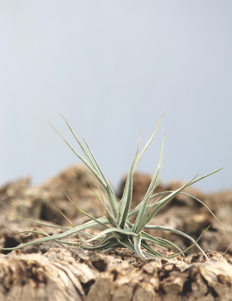 Tillandsia schiedeana daughter of the air