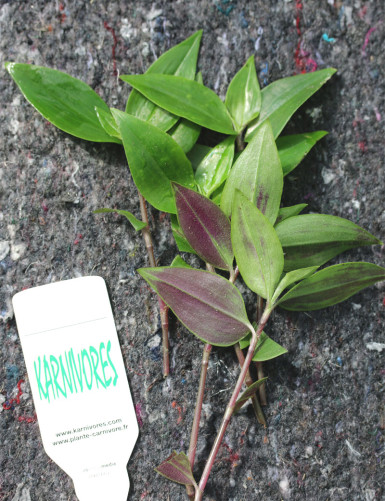 Tradescantia fluminensis for transplanting