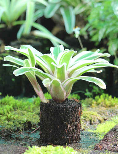 Neoregelia Iphigenie rooted en xaxim