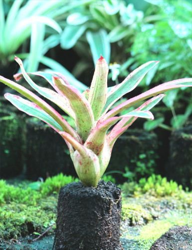 Neoregelia Pink tree trunk in xaxim