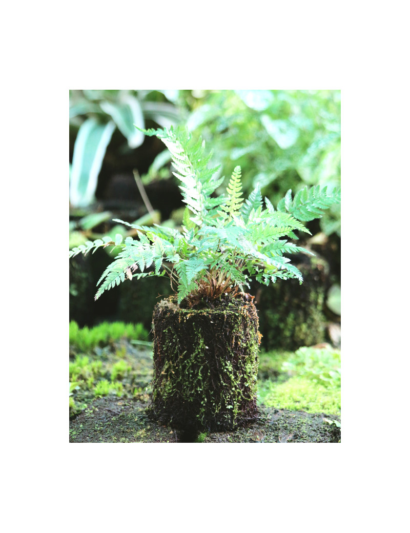 Athyrium spicatum raciné en xaxim