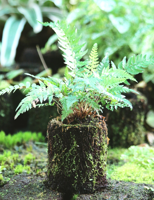 Athyrium spicatum raciné en xaxim