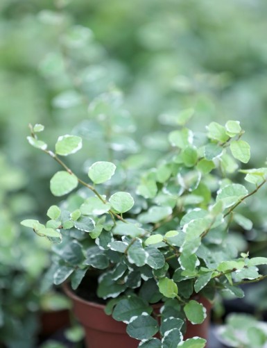 Terrarium plants Ficus pumila Snowflake | For transplanting