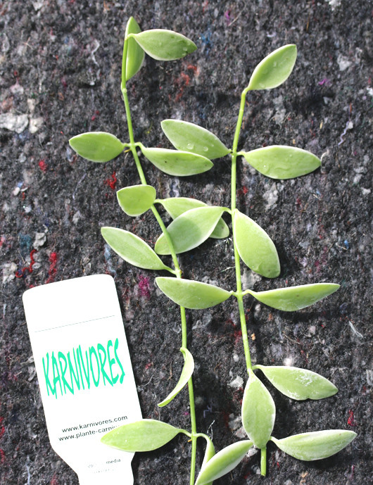 White Dischidia nummularia for transplanting