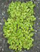 Whole xaxim plate Hymenophyllum sp.