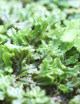 Whole xaxim plate Hymenophyllum sp. in macro