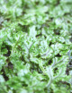 Whole xaxim plate Hymenophyllum sp. close up