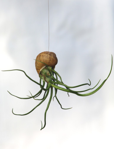 Bulbosa presented in shell