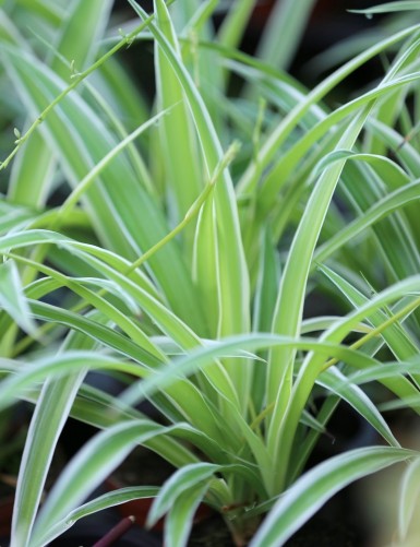 Chlorophytum Pacific terrarium plants | For transplanting