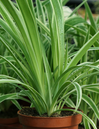 Chlorophytum Pacific terrarium plants | For transplanting