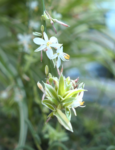 Chlorophytum Pacific terrarium plants | For transplanting