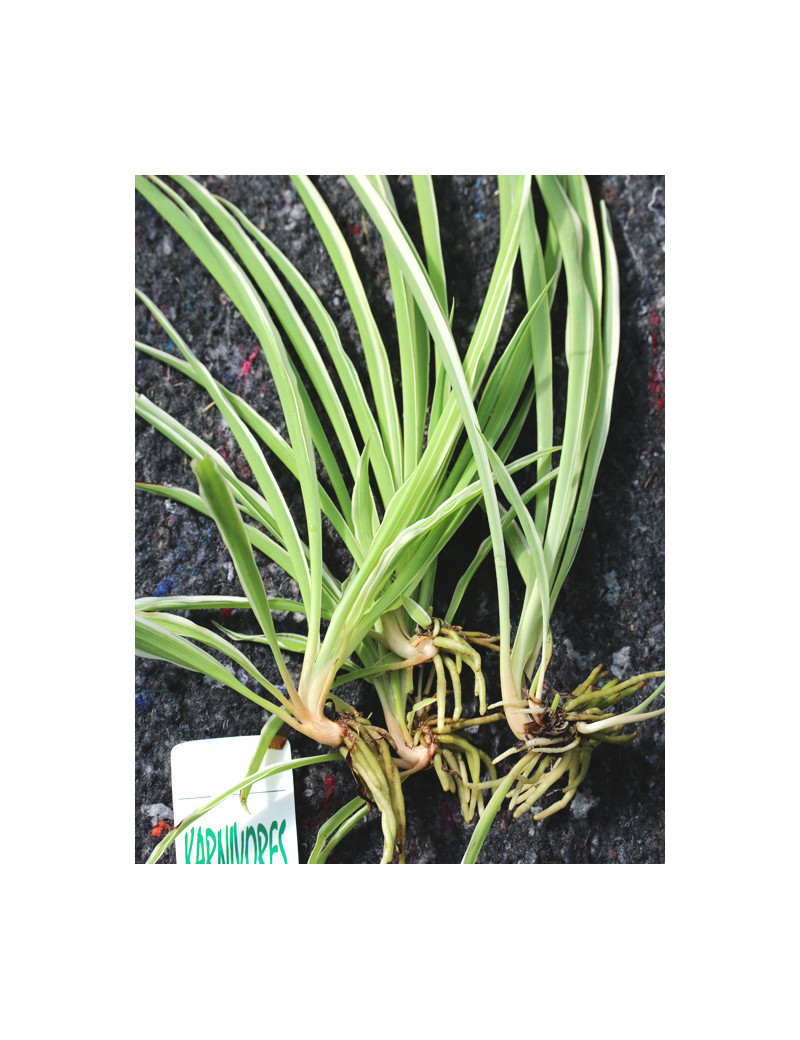 Chlorophytum Pacific for transplanting