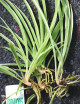 Chlorophytum Pacific for transplanting