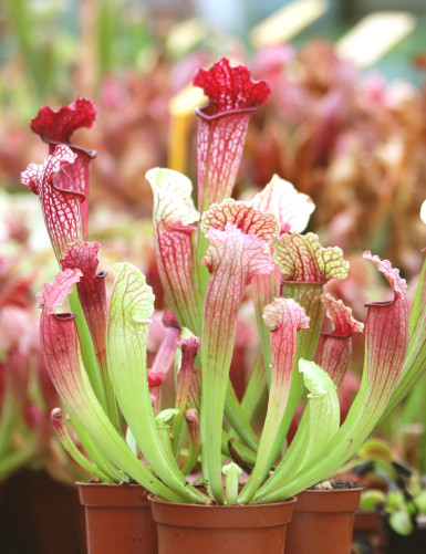 Carnivorous plant 3 Sarracenias hybrids