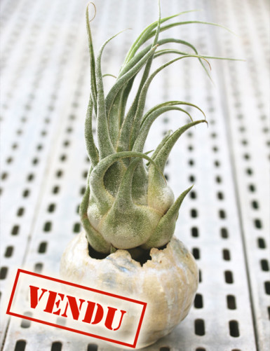 Tillandsia seleriana -...