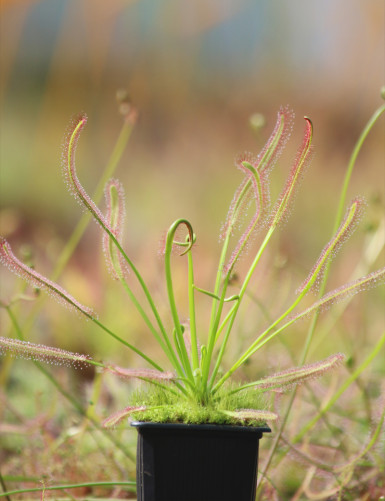 Drosera capensis giant carnivorous plant