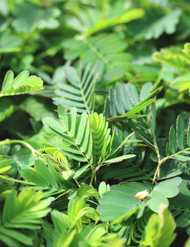 Terrarium plants Mimosa pudica