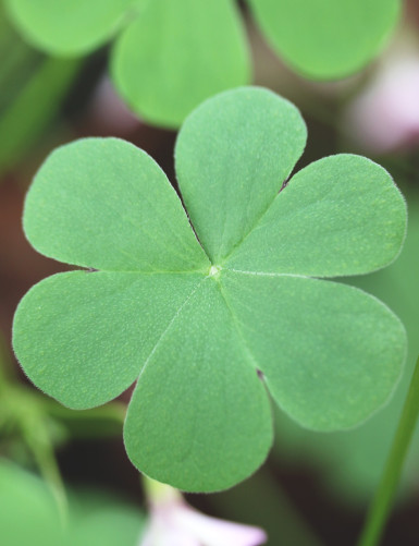 Oxalis triangularis green - Pink flowers -