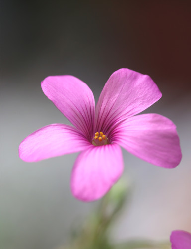 Oxalis triangularis green - Pink flowers -