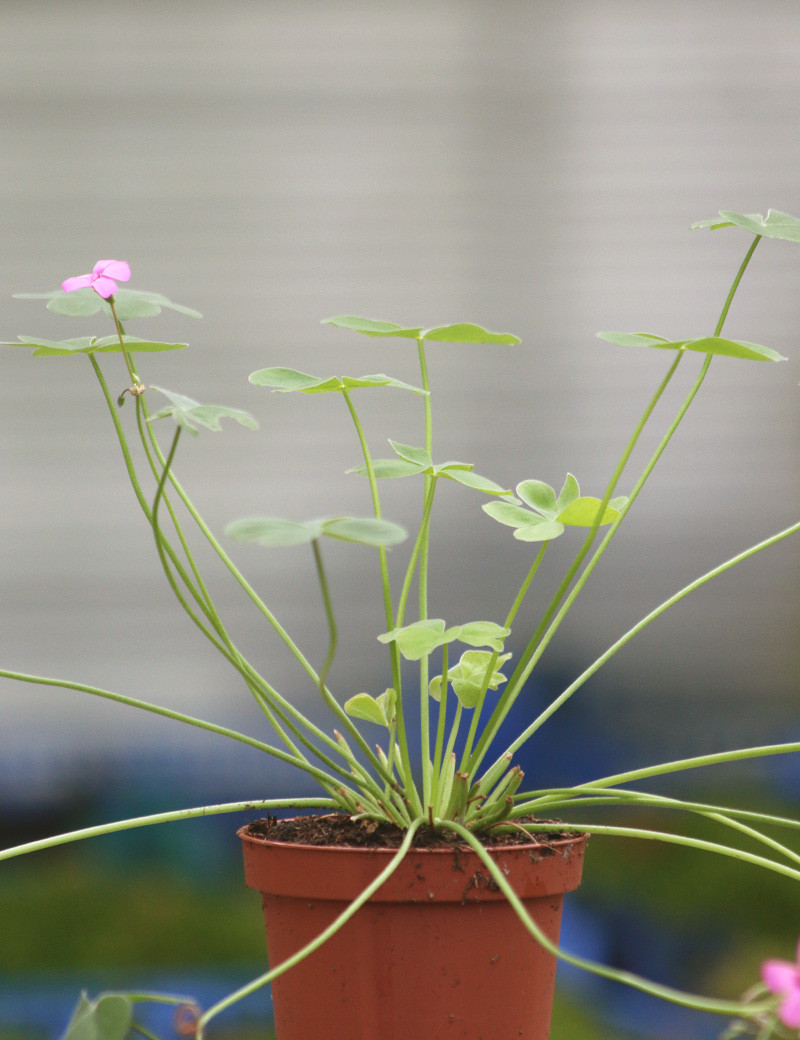 Oxalis triangularis green - Pink flowers -