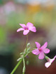 Oxalis triangularis green - Pink flowers -