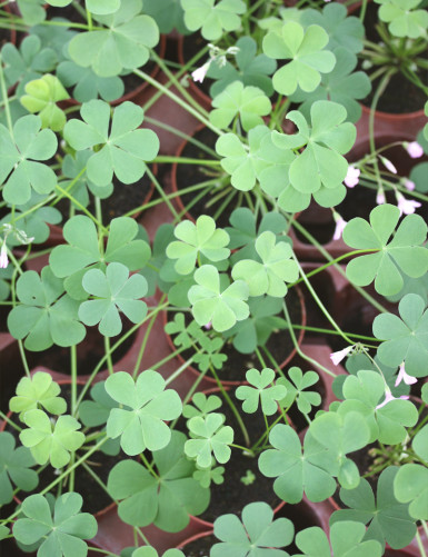 Oxalis triangularis green - Pink flowers -