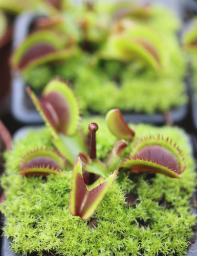 Dionaea red sawtooth - Bohemian garnet Plante carnivore