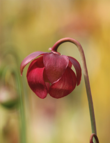 Carnivorous plant Sarracenia hybrid EVA