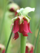 Carnivorous plant Sarracenia excellens x (minor x leucophylla)