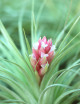 Tillandsia Houston - 8 to 12 cm air plant