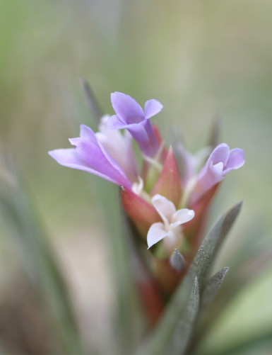 Tillandsia neglected fille de l'air