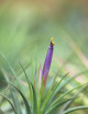 Tillandsia scaposa - 6 to 8 cm air plant