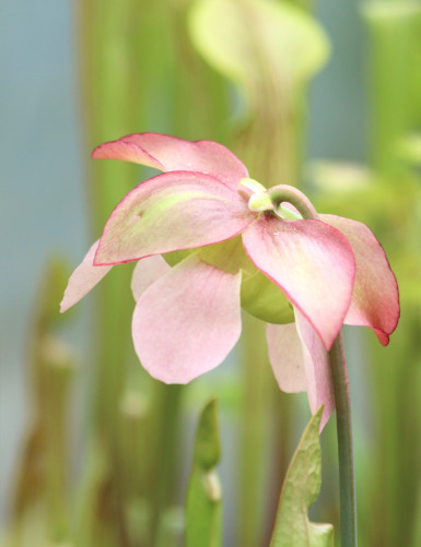 Carnivorous Plants Sarracenia x 'Paradisia Green Form'