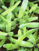 Plante terrarium Neoregelia ampullacea