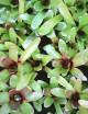 Plante terrarium Neoregelia 'Narziss'