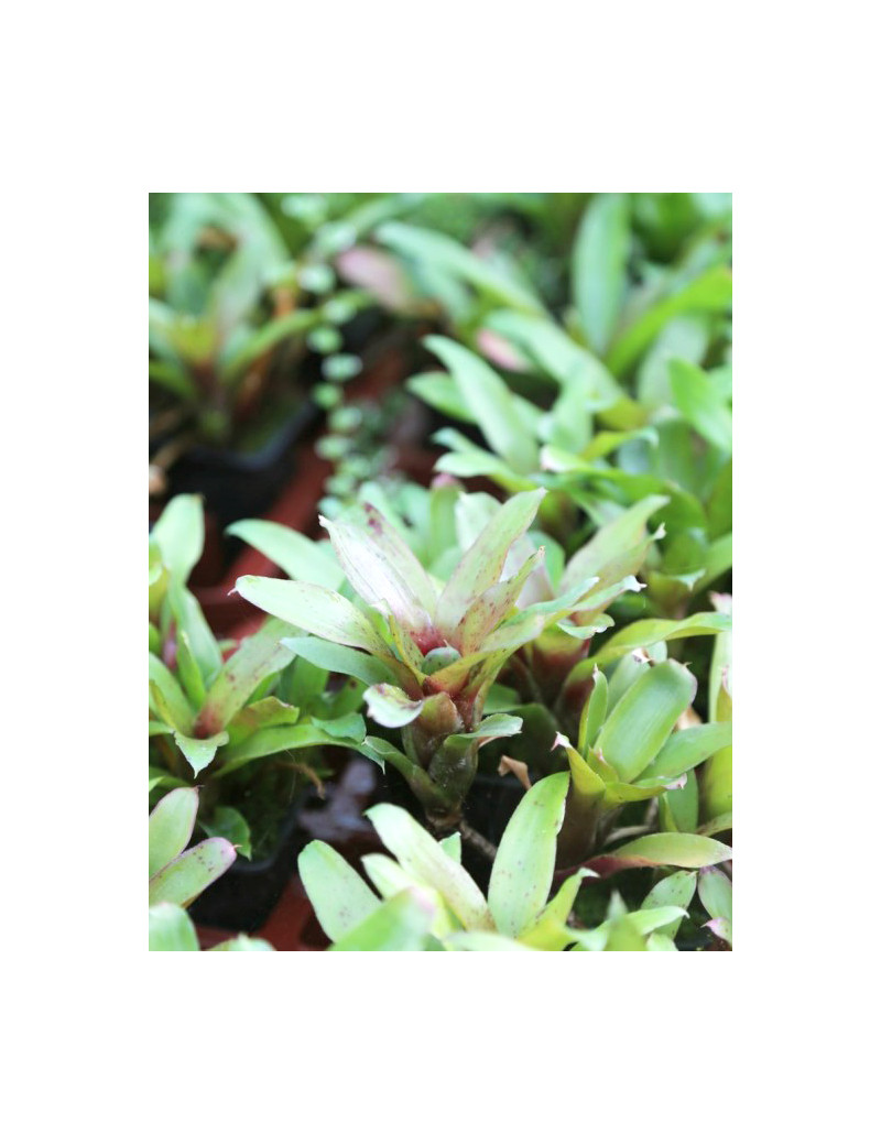 Plante terrarium Neoregelia schultesiana 'Hawaii'