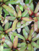 Plante terrarium Neoregelia Mephisto