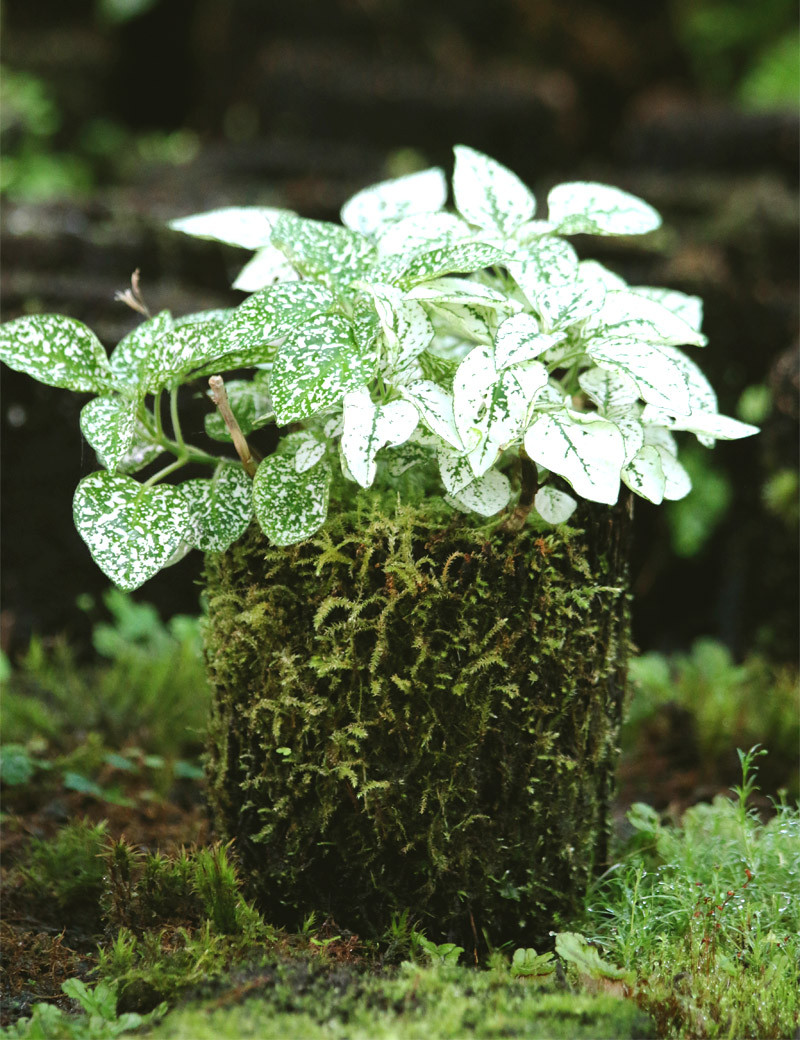 Hypoestes white raciné in xaxim