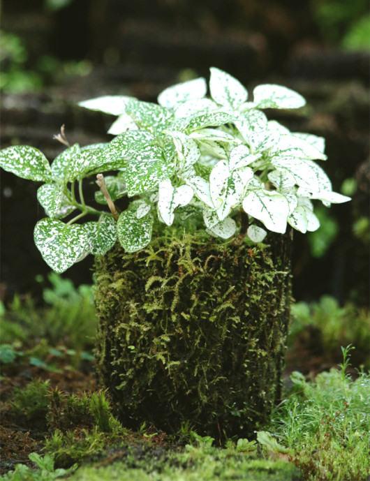 Hypoestes white raciné in xaxim