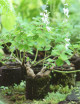 Plectranthus raciné in tree fern