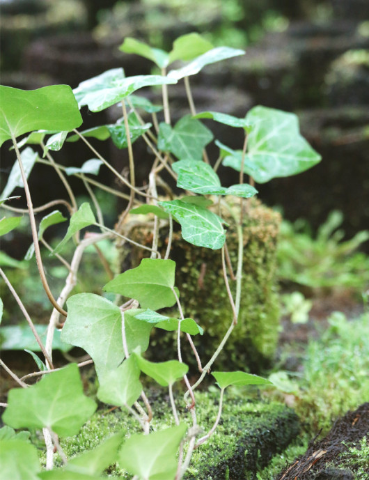 Lierre 1.80m - Hedera helix rooted in xaxim