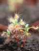 Drosera scorpioides plante carnivore