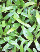 Plante terrarium Neoregelia punctatissima