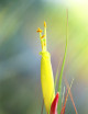 Tillandsia schiedeana daughter of the air